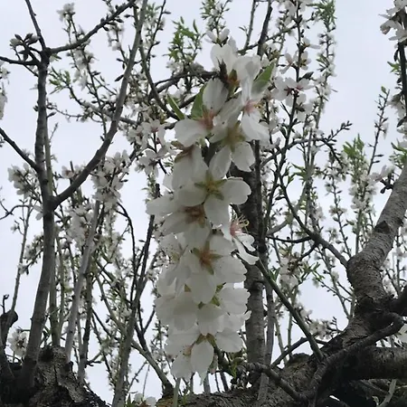 Guillo * Pollenca