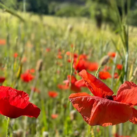 Guillo * פוינסה