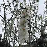 Guillo * Pollença